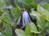 Cydalima perspectalis